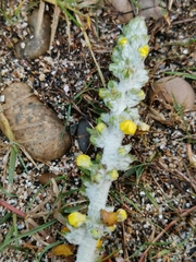 Verbascum gnaphalodes