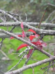 Prunus cerasifera pissardii