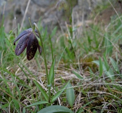 Fritillaria affinis affinis