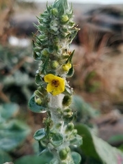 Verbascum gnaphalodes