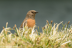 Prunella rubeculoides