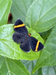 Stichelia bocchoris