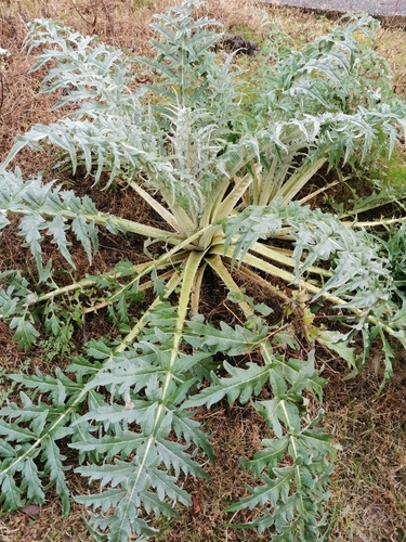 Divlja artičoka (Cynara cardunculus)