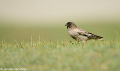 Leucosticte brandti