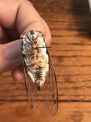 Neotibicen pruinosus