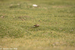 Linaria flavirostris