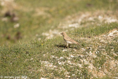 Calandrella acutirostris