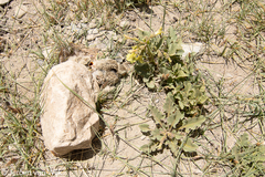 Eremophila alpestris