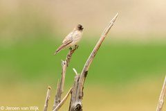 Leucosticte brandti