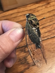 Neotibicen pruinosus