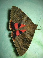 Catocala elocata