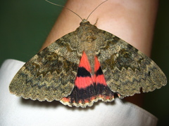 Catocala elocata