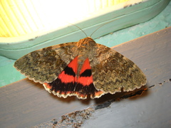 Catocala elocata
