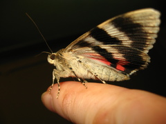 Catocala elocata