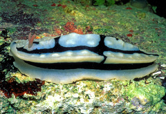 Phyllidiopsis shireenae