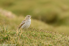 Calandrella acutirostris