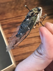 Neotibicen pruinosus