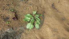 Rumex rupestris