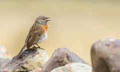 Prunella rubeculoides