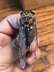 Neotibicen pruinosus