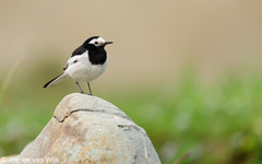 Motacilla alba alboides