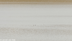 Podiceps cristatus