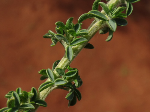 Image of Adenocarpus foliolosus by (c) Christian Berg, some rights reserved (CC BY)