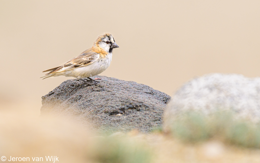 Blanford's Snowfinch (Pyrgilauda blanfordi) photo