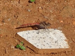 Sympetrum nigrifemur