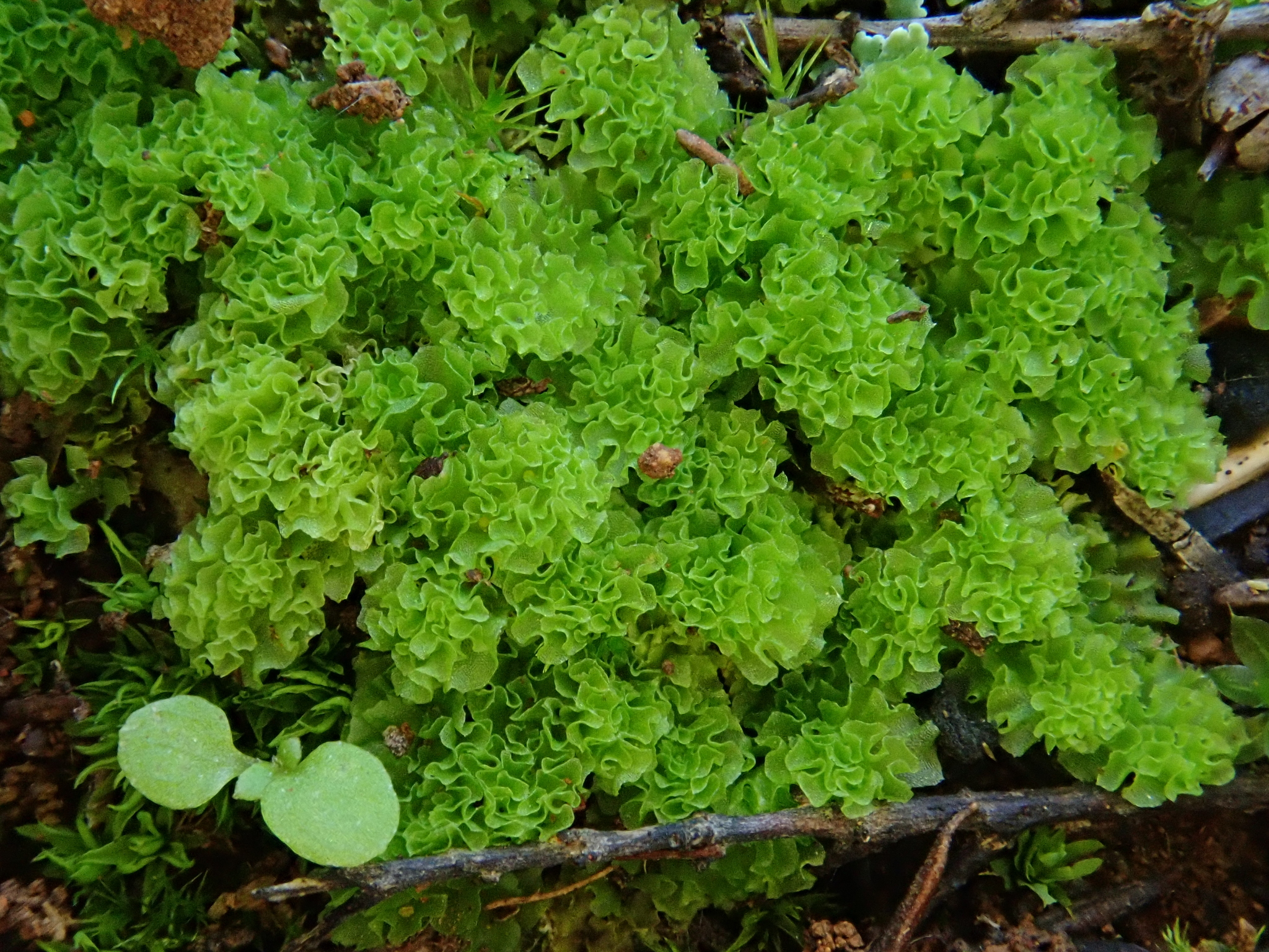 Fossombronia caespitiformis ssp. multispira
