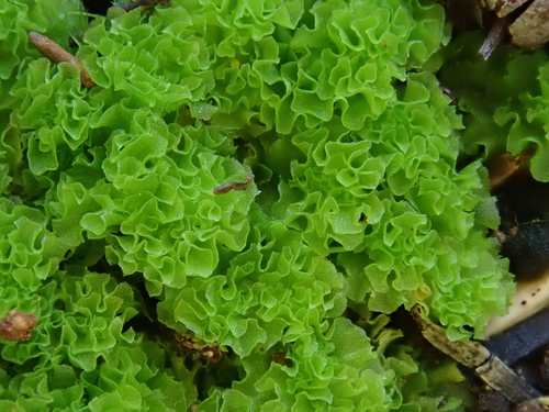 Image of Fossombronia caespitiformis by (c) Christian Berg, some rights reserved (CC BY)