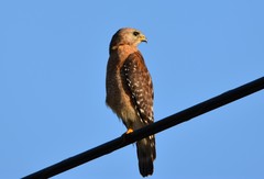 Buteo lineatus alleni