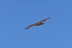 Buteo lineatus alleni