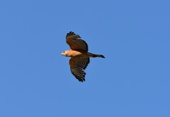 Buteo lineatus alleni
