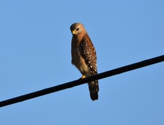Buteo lineatus alleni