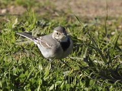 Motacilla alba