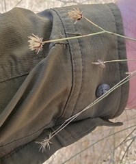 Bebbia juncea aspera