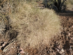 Bebbia juncea aspera