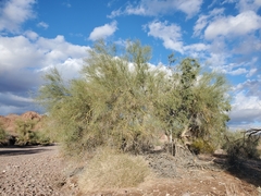 Bebbia juncea aspera