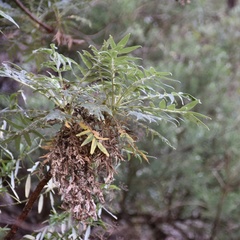 Bencomia sphaerocarpa