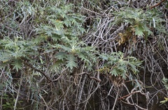 Bencomia sphaerocarpa