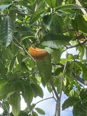 Tabernaemontana litoralis