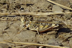 Dociostaurus maroccanus