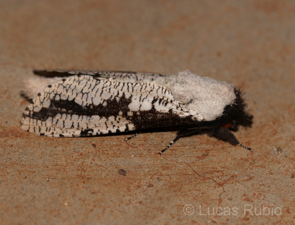 Morpheis putridus