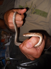 Arizona elegans occidentalis