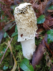Phallus impudicus togatus