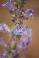 Penstemon angustifolius