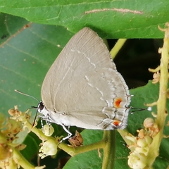 Strephonota ambrax