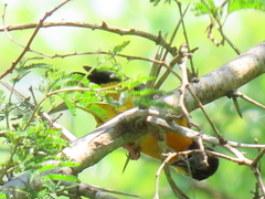 Ploceus bicolor bicolor