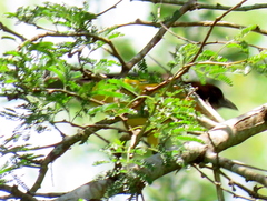 Ploceus bicolor bicolor